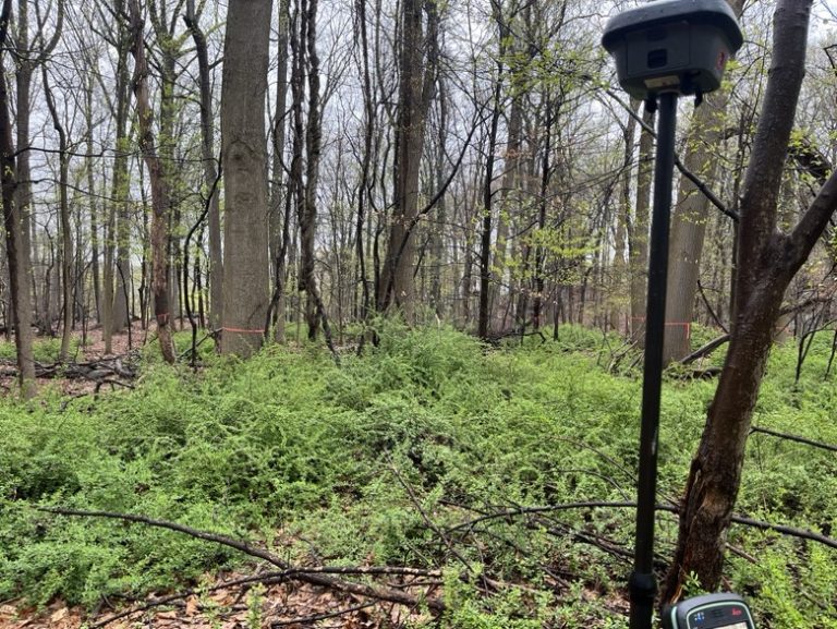 How We Perform Tree Surveys in Westchester County